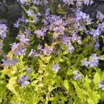 Zvonček mliečny (Campanula lactiflora) ‘PRICHARD’S VARIETY’ - kont.C1,5L
